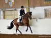 dressage horse Dauntless 3 (Rhinelander, 2007, from Fürst Grandios)