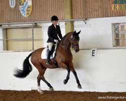 dressage horse Dauntless 3 (Rheinländer, 2007, from Fürst Grandios)