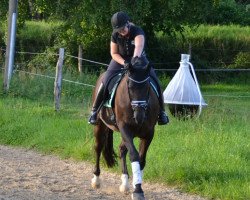 dressage horse Snow Patrol 2 (Rhinelander, 2008, from Sapros)