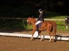 dressage horse Hillary 81 (German Riding Pony, 2002, from Aragon N)