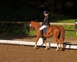 dressage horse Hillary 81 (German Riding Pony, 2002, from Aragon N)