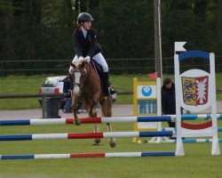 broodmare Charlie‘s Charlene (Welsh-Cob (Sek. C), 2009, from Thers Billy Budd)