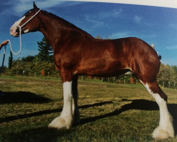 Zuchtstute 2S Above All's Melodious Innovation (Clydesdale, 2009, von Doura Above All)