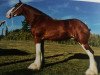 broodmare 2S Above All's Melodious Innovation (Clydesdale, 2009, from Doura Above All)