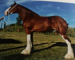 Zuchtstute 2S Above All's Melodious Innovation (Clydesdale, 2009, von Doura Above All)