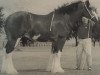 broodmare Cocklaw Valetta (Clydesdale, 1996, from Collessie Cut Above)