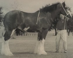 Zuchtstute Cocklaw Valetta (Clydesdale, 1996, von Collessie Cut Above)