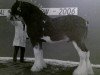 Deckhengst Collessie Cut Above (Clydesdale, 1992, von Doura Sir Charles)