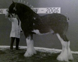 Deckhengst Collessie Cut Above (Clydesdale, 1992, von Doura Sir Charles)