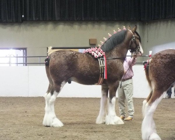 stallion 2S Above's Highland Hallmark (Clydesdale, 2008, from Doura Above All)