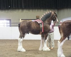 Deckhengst 2S Above's Highland Hallmark (Clydesdale, 2008, von Doura Above All)