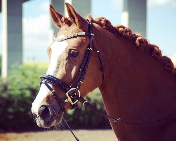 dressage horse Cornett's Candyman (German Riding Pony, 2011, from Cornett)