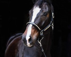 dressage horse Royal Pleasure 5 (unknown, 2009, from Rocket Star)