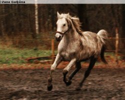 stallion Lords (Latvian Warmblood, 1992, from Lear)