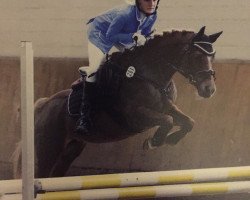 Pferd Poppy Splash (Nederlands Appaloosa Pony, 2005, von Linde Hoeve's Pavarotti)