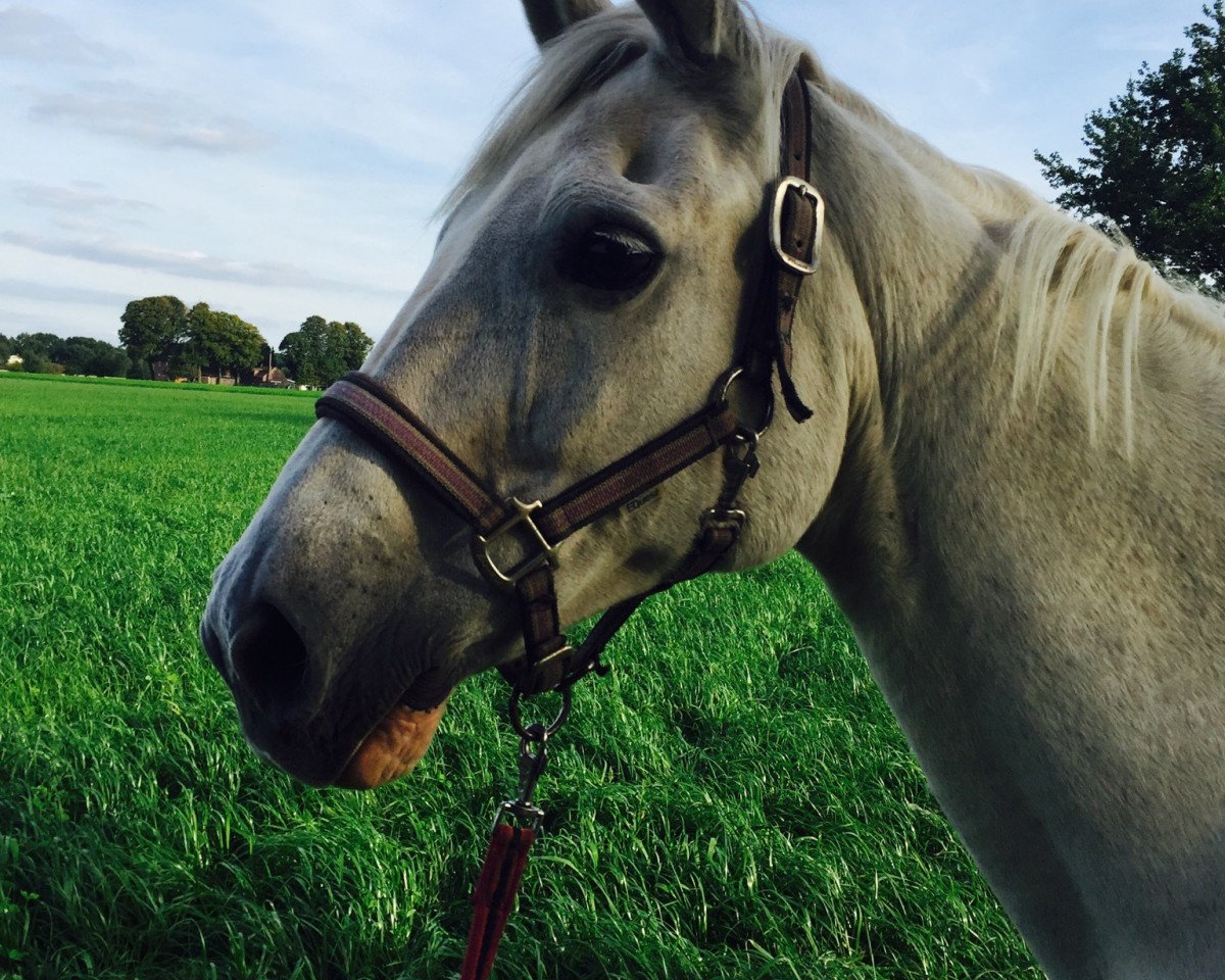 broodmare Foxi (Hanoverian, 1995, from Foxhunter)