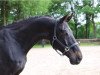 horse Swin 3 (KWPN (Royal Dutch Sporthorse), 2004, from Karandasj)