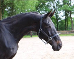 horse Swin 3 (KWPN (Royal Dutch Sporthorse), 2004, from Karandasj)