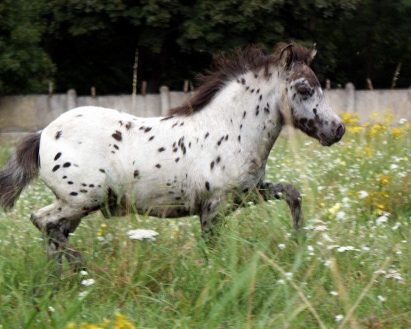 horse Dracanis vom Regenbogen (Dt.Part-bred Shetland pony, 2014, from Django)