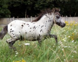 Pferd Dracanis vom Regenbogen (Dt.Part-bred Shetland Pony, 2014, von Django)