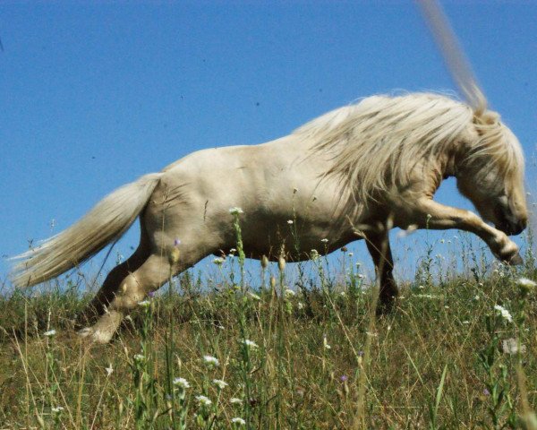 Deckhengst Legolas vom Regenbogen (Dt.Part-bred Shetland Pony, 2010, von Birchwood Butterscotch)