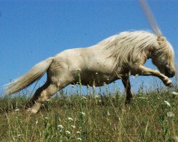 Deckhengst Legolas vom Regenbogen (Dt.Part-bred Shetland Pony, 2010, von Birchwood Butterscotch)