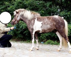 Zuchtstute Coconut Kiss vom Regenbogen (Deutsches Classic Pony, 2008, von Just in Time)