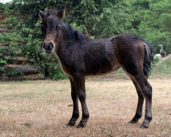 Zuchtstute Eisfee vom Regenbogen (Dt.Part-bred Shetland Pony, 2011, von Mississippi)