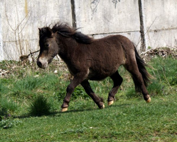 broodmare Engelchen vom Regenbogen (Dt.Part-bred Shetland pony, 2013, from Mississippi)