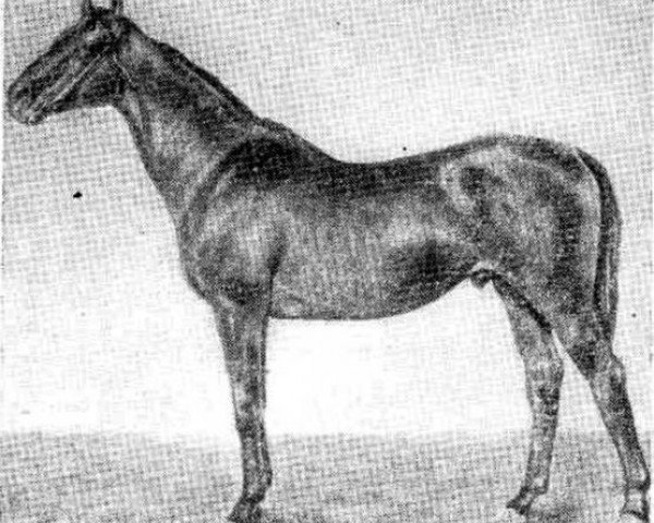 stallion Gregor xx (Thoroughbred, 1927, from Pergolese xx)
