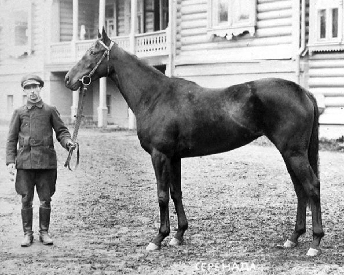 broodmare Serenada xx (Thoroughbred, 1910, from Saltpetre xx)