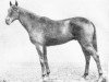 stallion Saigon xx (Thoroughbred, 1915, from Polymelus xx)