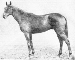 stallion Saigon xx (Thoroughbred, 1915, from Polymelus xx)