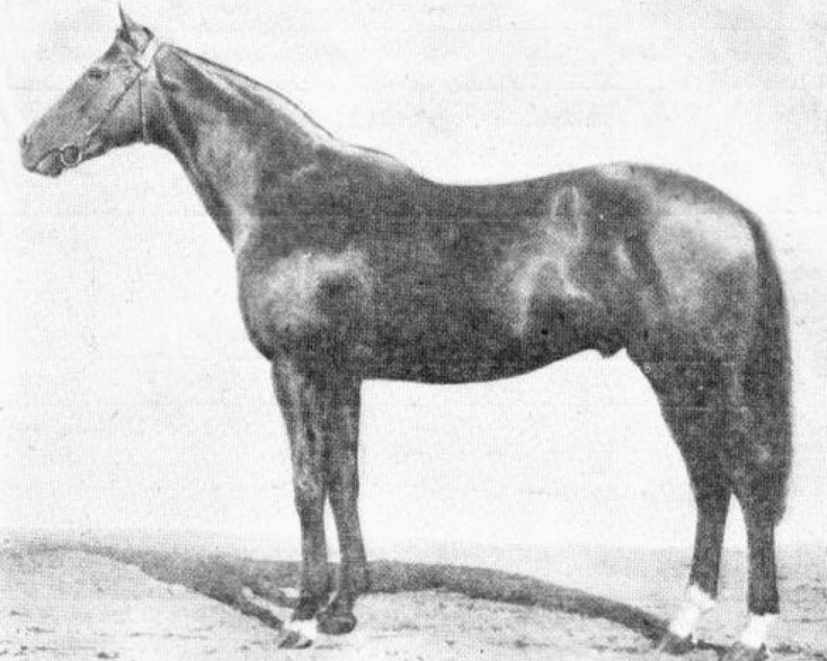 stallion Chima Da Conegliano xx (Thoroughbred, 1920, from Signorino xx)