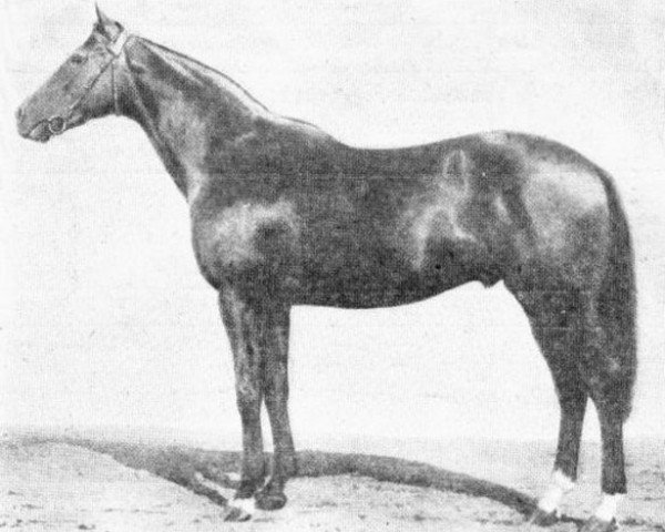 stallion Chima Da Conegliano xx (Thoroughbred, 1920, from Signorino xx)