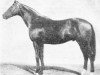 stallion Chima Da Conegliano xx (Thoroughbred, 1920, from Signorino xx)