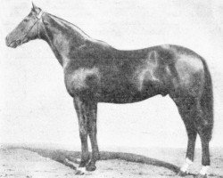 stallion Chima Da Conegliano xx (Thoroughbred, 1920, from Signorino xx)