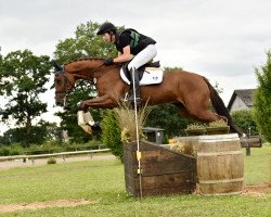 eventing horse Theo van Heins (Hanoverian, 2012, from Toronto)