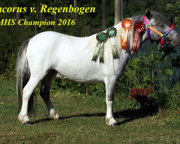 Pferd Dracorus vom Regenbogen (Dt.Part-bred Shetland Pony, 2014, von Django)