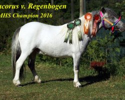 Pferd Dracorus vom Regenbogen (Dt.Part-bred Shetland Pony, 2014, von Django)