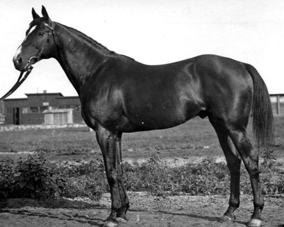 stallion Budynok xx (Thoroughbred, 1926, from Brimston xx)