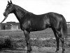 stallion Budynok xx (Thoroughbred, 1926, from Brimston xx)