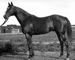 stallion Budynok xx (Thoroughbred, 1926, from Brimston xx)