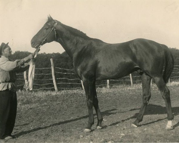 stallion Tabor xx (Thoroughbred, 1938, from Budynok xx)