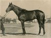 stallion Rang xx (Thoroughbred, 1954, from Raufbold xx)
