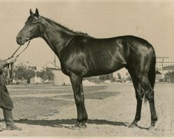 stallion Rang xx (Thoroughbred, 1954, from Raufbold xx)