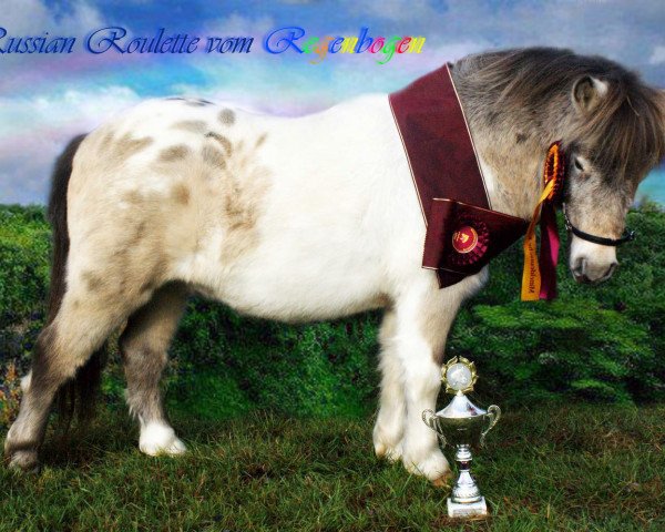 Pferd Russian Roulette vom Regenbogen (Dt.Part-bred Shetland Pony, 2012, von Ramon Oet Twente)