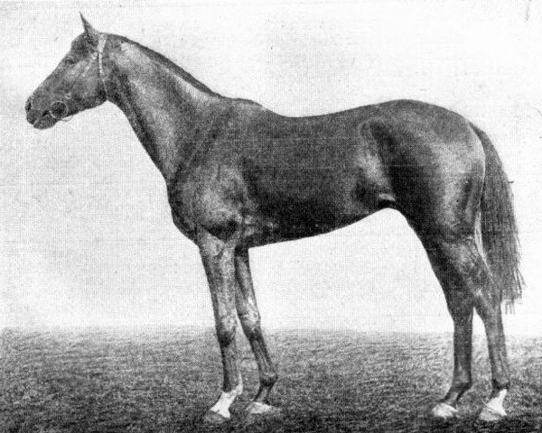 stallion Getman Ney xx (Thoroughbred, 1924, from Gertsog xx)