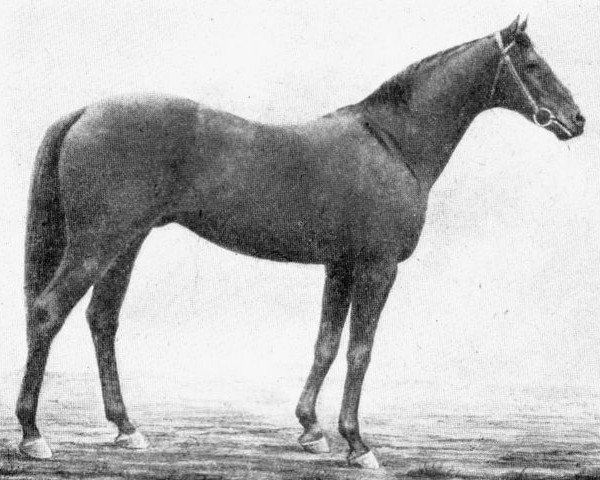 stallion Saltpetre xx (Thoroughbred, 1900, from Saint Simon xx)
