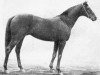 stallion Saltpetre xx (Thoroughbred, 1900, from Saint Simon xx)